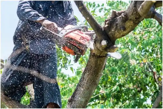 tree services Willard